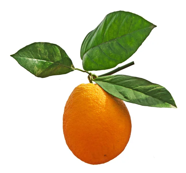 Orange isloqué sur fond blanc — Photo