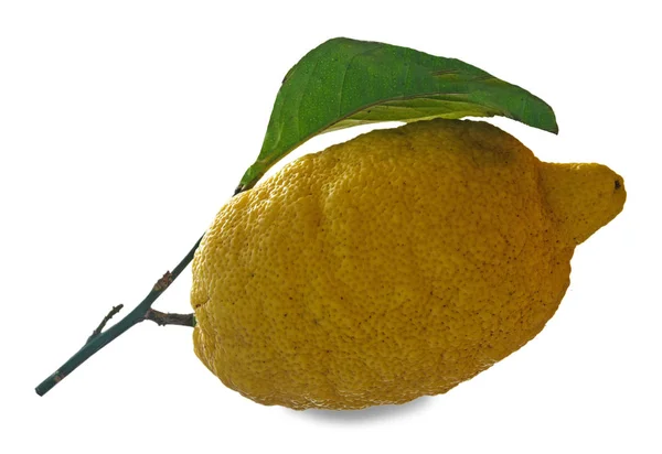 Close Lemon Branch — Stock Photo, Image