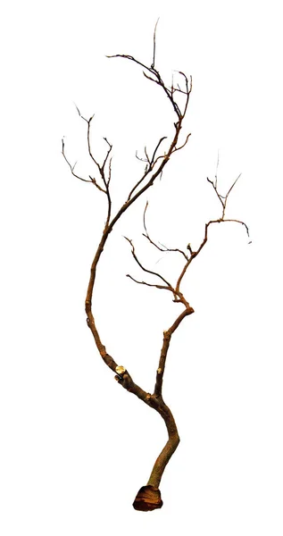 Bliska suchej gałęzi — Zdjęcie stockowe