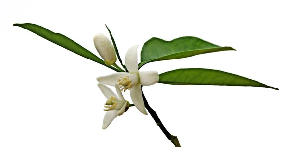 Close up of citrus flowers — Stock Photo, Image