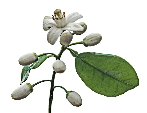 Close up of citrus flowers — Stock Photo, Image