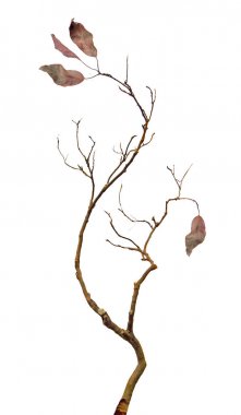 Kuru dalı yakın çekim 