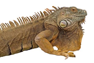 iguana 'ya yaklaş