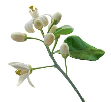 narenciye çiçeklerini kapatın.