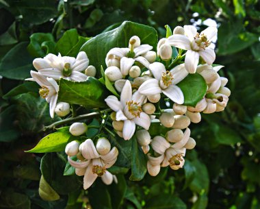 narenciye çiçeklerini kapatın.