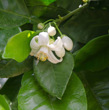 narenciye çiçeklerini kapatın.