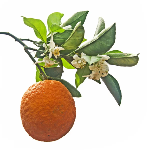 Naranja con flor isloada sobre fondo blanco — Foto de Stock