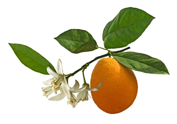 Naranjas maduras en el árbol —  Fotos de Stock