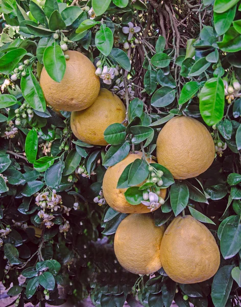 Pomelo gyümölcsökkel és virágokkal — Stock Fotó