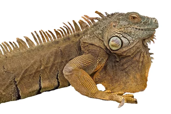 Close up of iguana — Stock Photo, Image