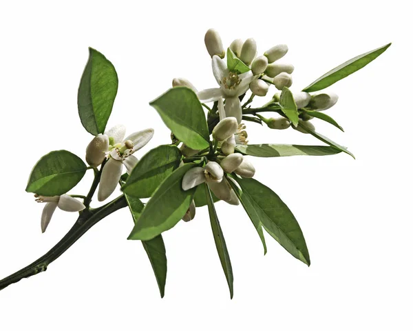 Close up of citrus flowers — Stock Photo, Image