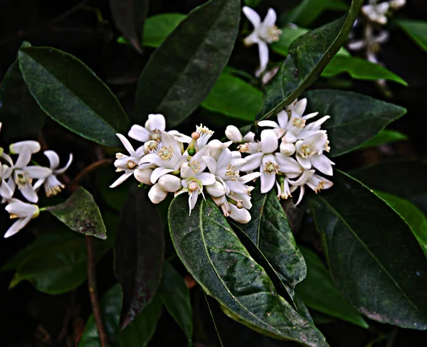 Primer plano de flores cítricas —  Fotos de Stock