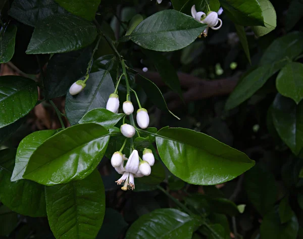 Nahaufnahme von Zitrusblüten — Stockfoto