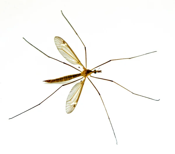 Hmyz izolovaný na bílém pozadí — Stock fotografie