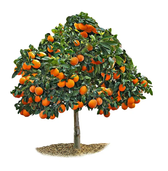 Citrus tree on white background — Stock Photo, Image