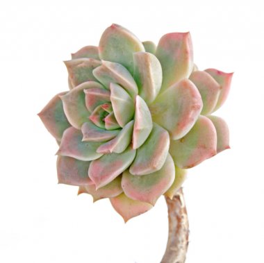 tavuk ve civciv izole üzerinde beyaz arka plan bitki