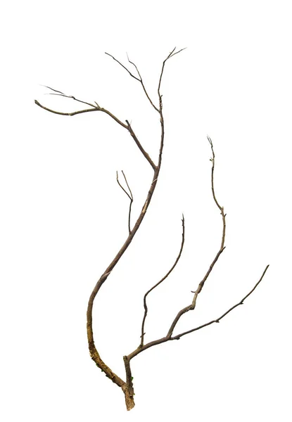 Primer plano de la rama seca — Foto de Stock