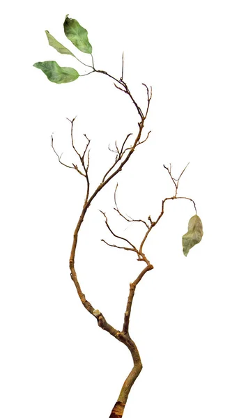 Close up of dry branch — Stock Photo, Image