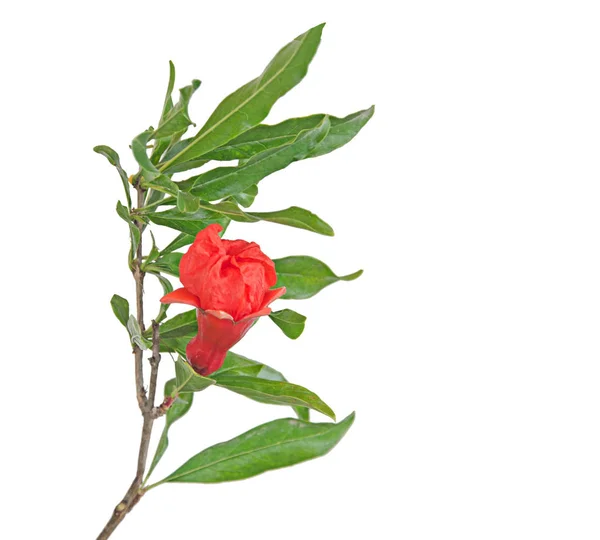 Granatäpple gren med blommor — Stockfoto