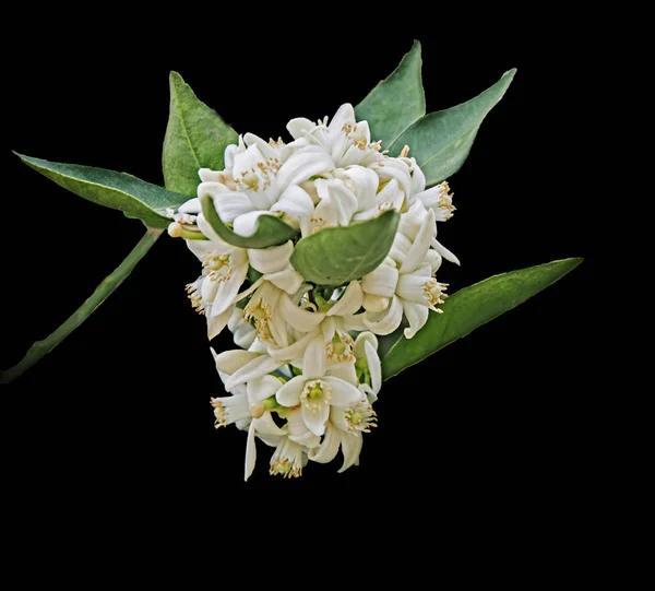 Close up de flores cítricas — Fotografia de Stock