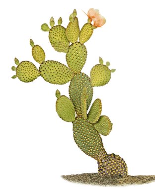 Beyaz arka plan üzerinde izole opuntia kaktüs