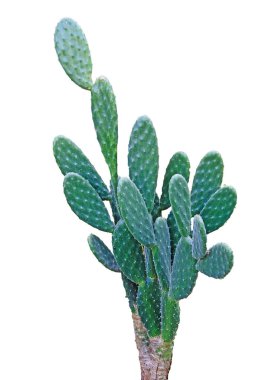 Kaktüs beyaz arkaplanda izole