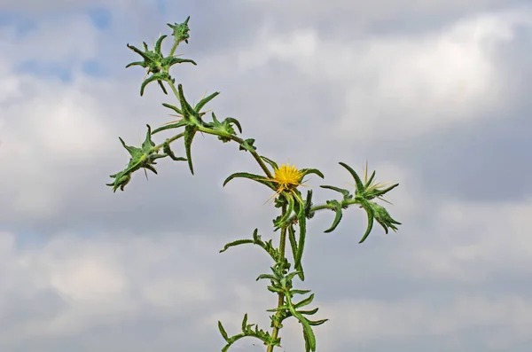 Flor amarilla sobre fondo cielo — Foto de Stock