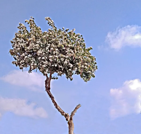 Árbol floreciente y cielo —  Fotos de Stock