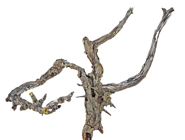 Close up of dry branch — Stock Photo, Image