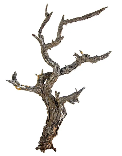 Close up of dry branch — Stock Photo, Image