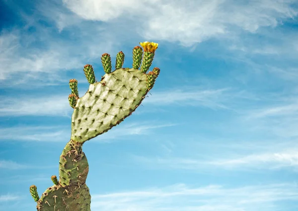 Sluiten van cactus — Stockfoto