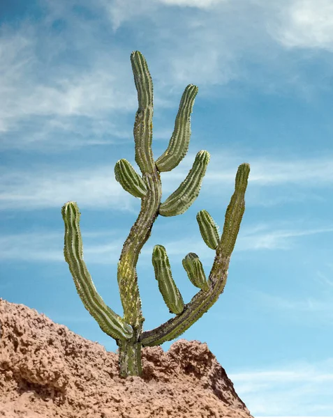 Закрити u кактуса в пустелі — стокове фото