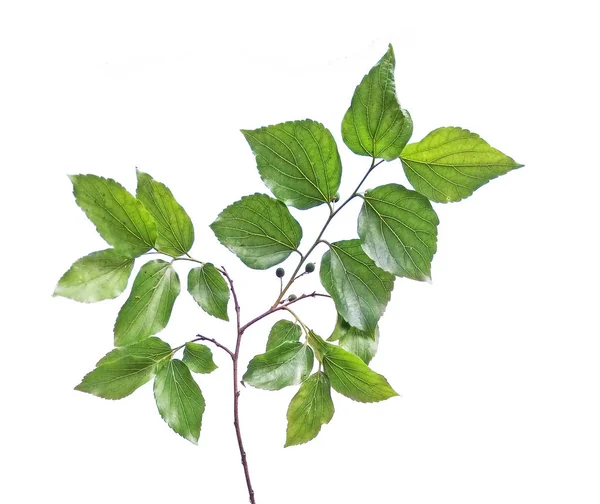 Close up of sapling — Stock Photo, Image