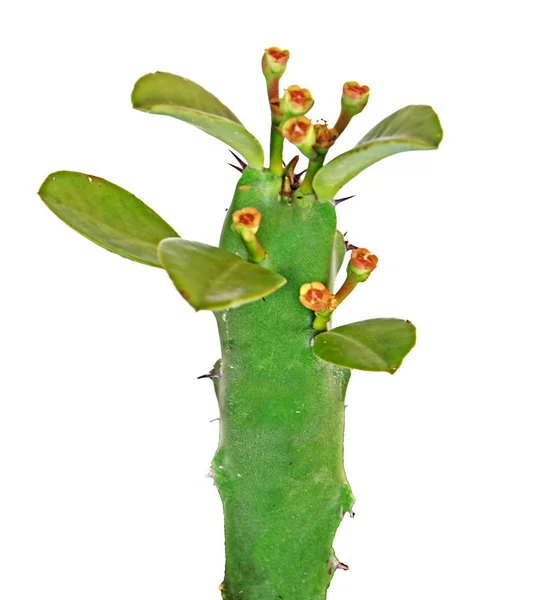 Cactus geïsoleerd op witte achtergrond — Stockfoto