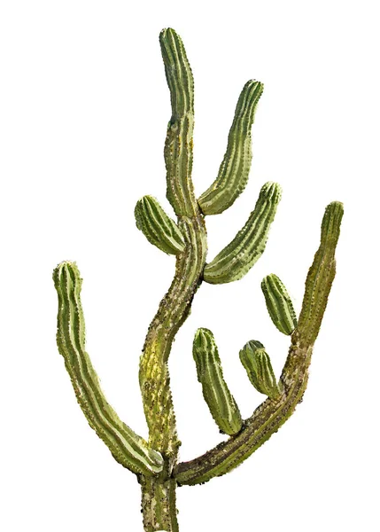 Cactus isolated on white background — Stock Photo, Image