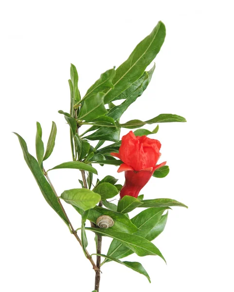 Download Pomegranate branch with flowers — Stock Photo © vaeenma ...