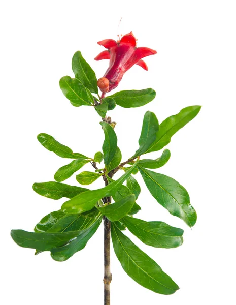 Granaatappel tak met bloemen — Stockfoto