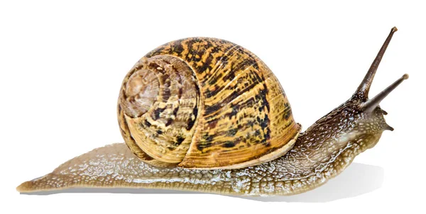 Close Burgundy Roman Snail Isolated White Background — Stock Photo, Image