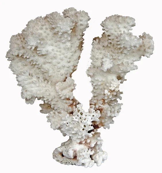 Koralowiec izolowany na białym tle — Zdjęcie stockowe