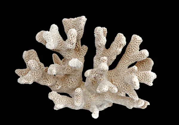 Coral isolado onblack fundo — Fotografia de Stock