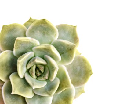 tavuk ve civciv izole üzerinde beyaz arka plan bitki