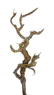 Kuru dalı yakın çekim 