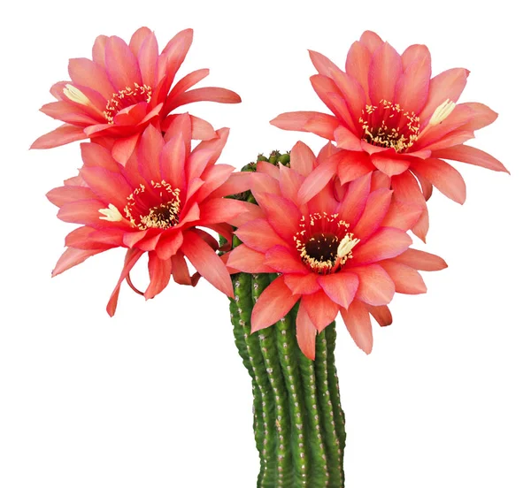 Cactus con flores rojas aisladas sobre fondo blanco —  Fotos de Stock