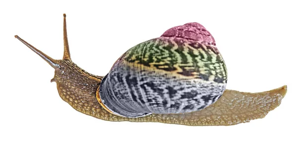 Close up of  snail isolated on white background — Stock Photo, Image