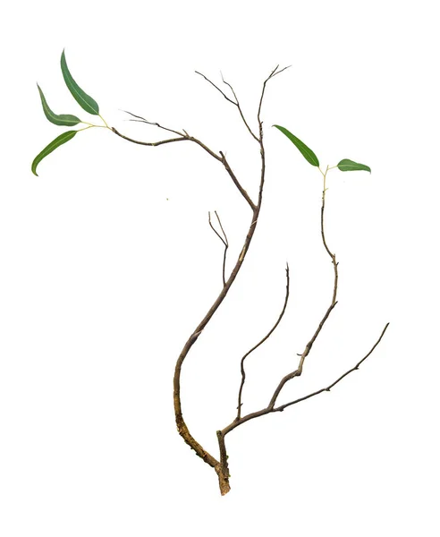 Primer plano de la rama de eucalipto —  Fotos de Stock