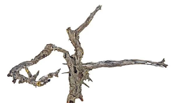 Close up of dry branch — Stock Photo, Image