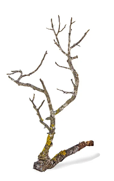 Close up of dry branch — Stock Photo, Image