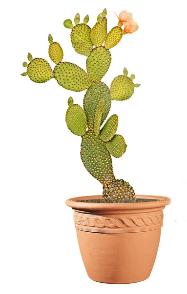 Opuntia cactus isolado sobre fundo branco — Fotografia de Stock