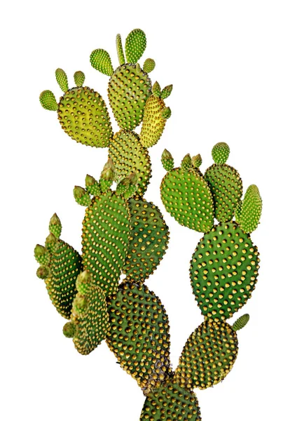 Opuntia cactus isolado sobre fundo branco — Fotografia de Stock