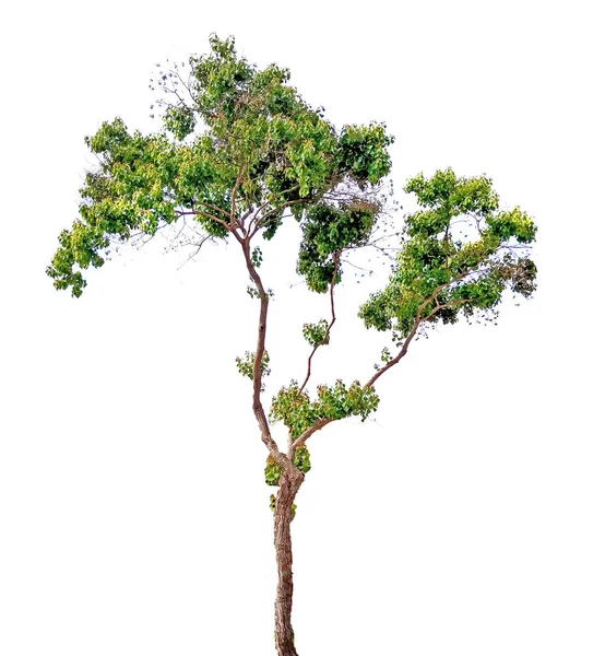 Beyaz arkaplanda ağaç